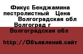 Фикус Бенджамина пестролистный › Цена ­ 3 000 - Волгоградская обл., Волгоград г.  »    . Волгоградская обл.